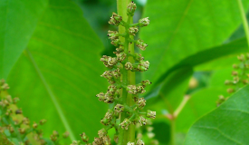 Rhus toxicodendron